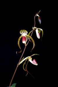 Paphiopedilum Memoria Joan Levy Huntington's Delight AM/AOS 83 pts. Inflorescence